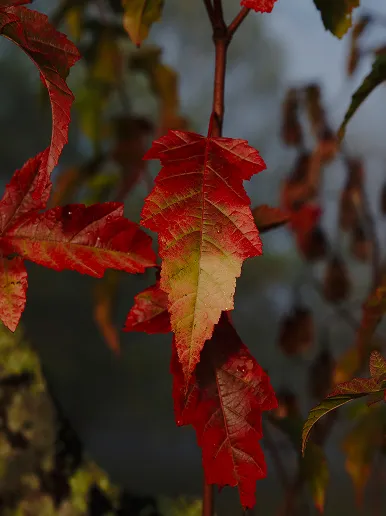 Close-up of a branch with red autumn leaves fading to green at the center.