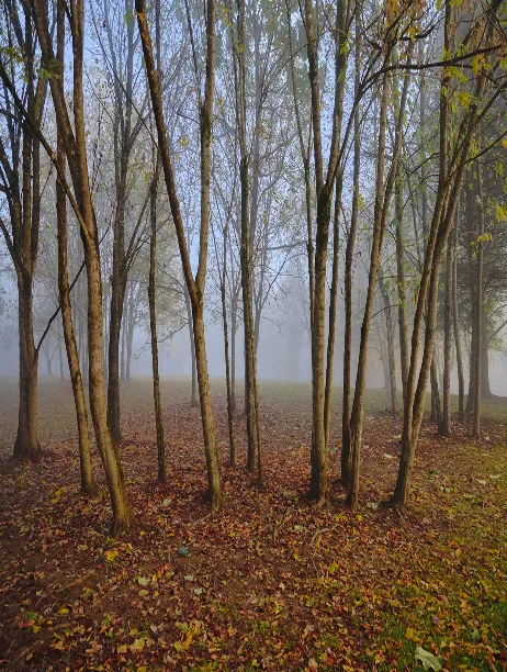 Thin trees standing closely on a forest floor covered with fallen autumn leaves under foggy conditions.
