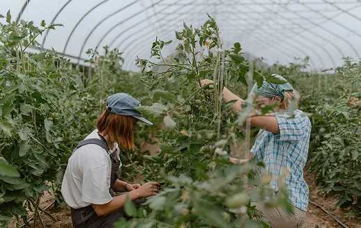 Image shows close up of fresh tomatoes.
