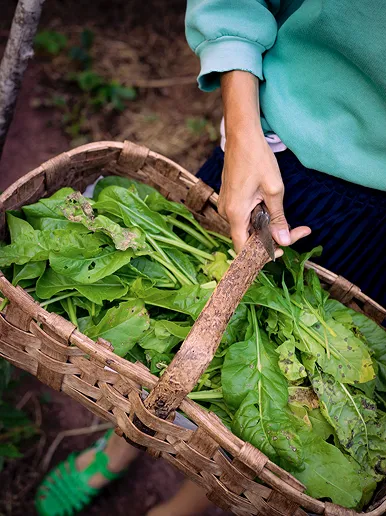 Image shows fresh green beans and carrots in a wooden bucket.