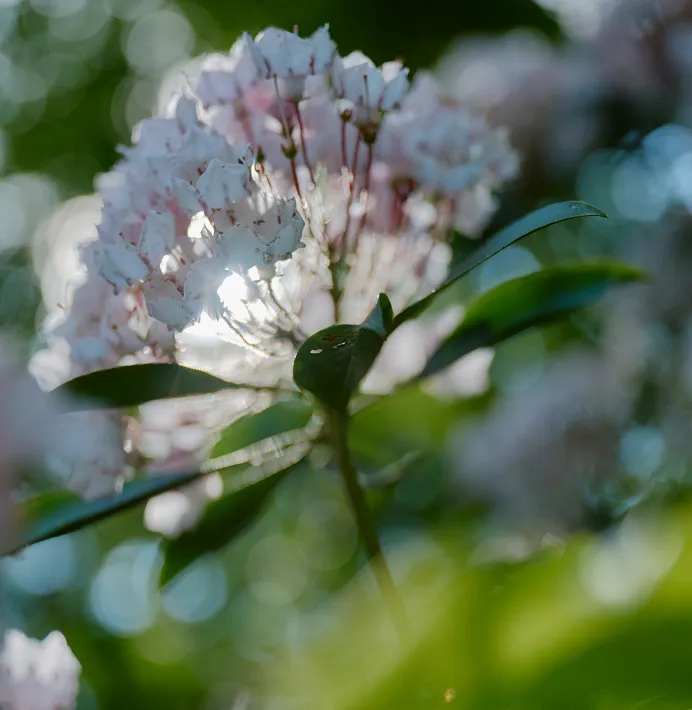 Close-up of white and pale pink flowers with green leaves and sunlight filtering through.