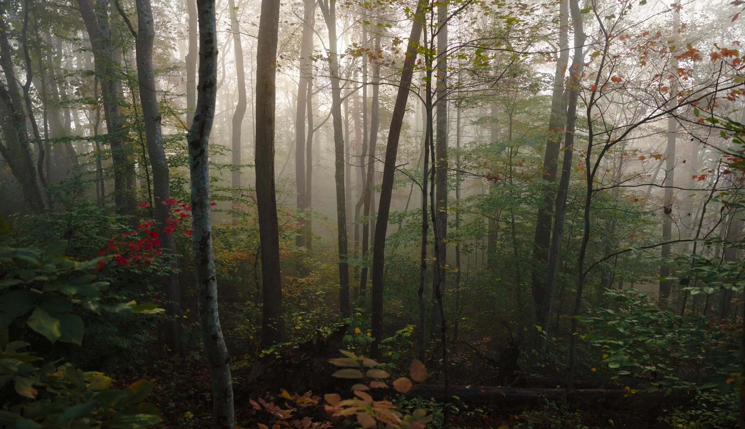 Foggy forest with tall slender trees and green and autumn-colored leaves.