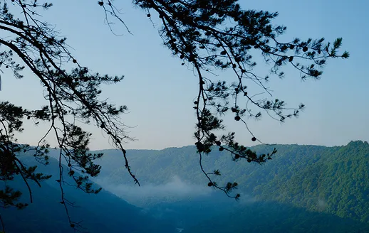 Pine tree branches silhouetted against a clear blue sky with misty green mountains in the background.