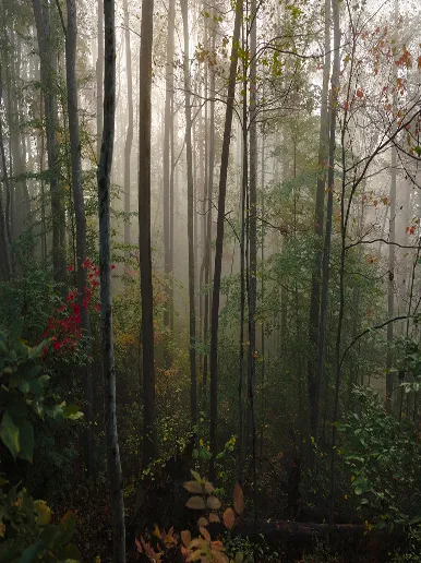 Foggy forest with tall, slender trees and dense green undergrowth.