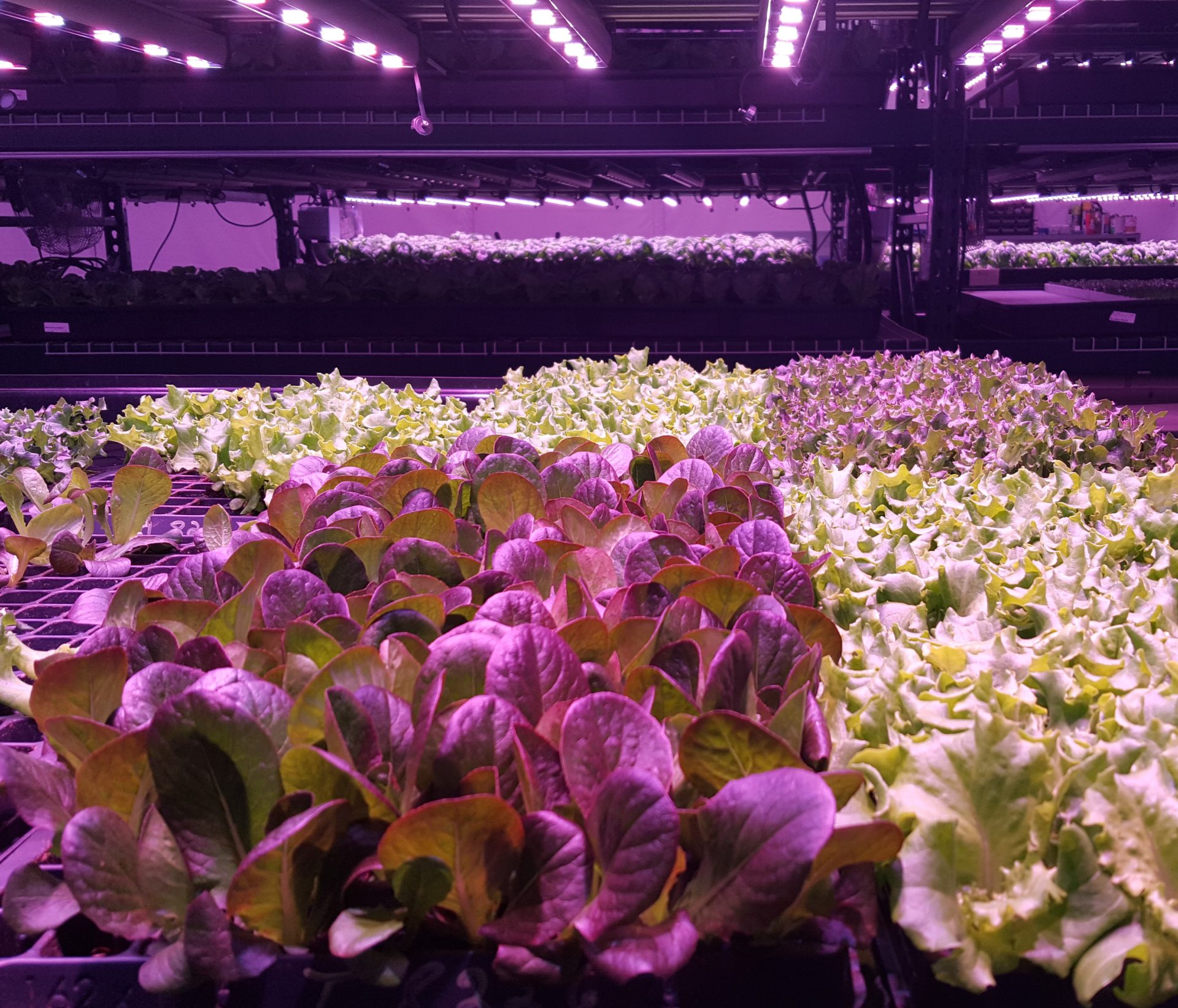 Harvest Air units are not just for cannabis facilities; they offer superior energy efficiency for all types of grows.