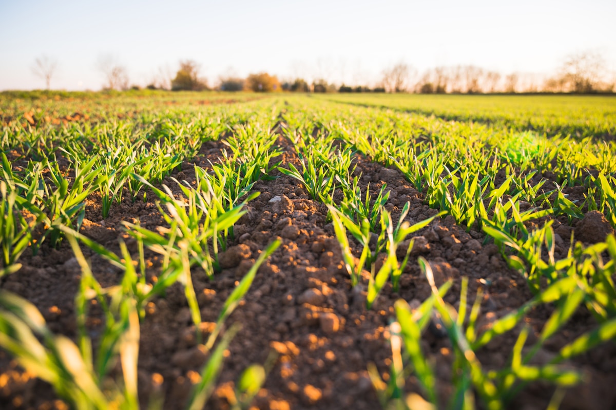 Soybean field rows