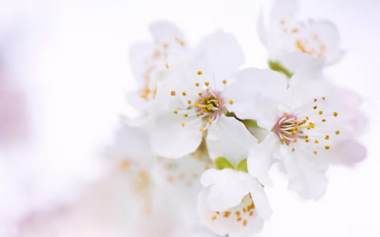 Image of white flowers.