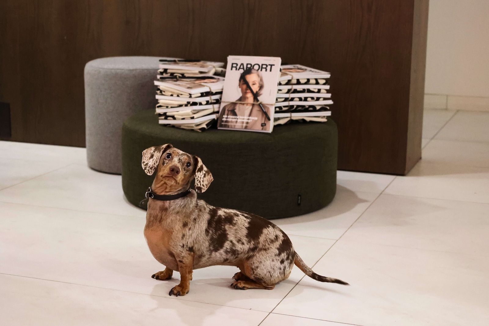 Zdjęcie przedstawia małego jamnika który siedzi przed stolikiem na którym znajduj się wydrukowane egzemplarze raportów.