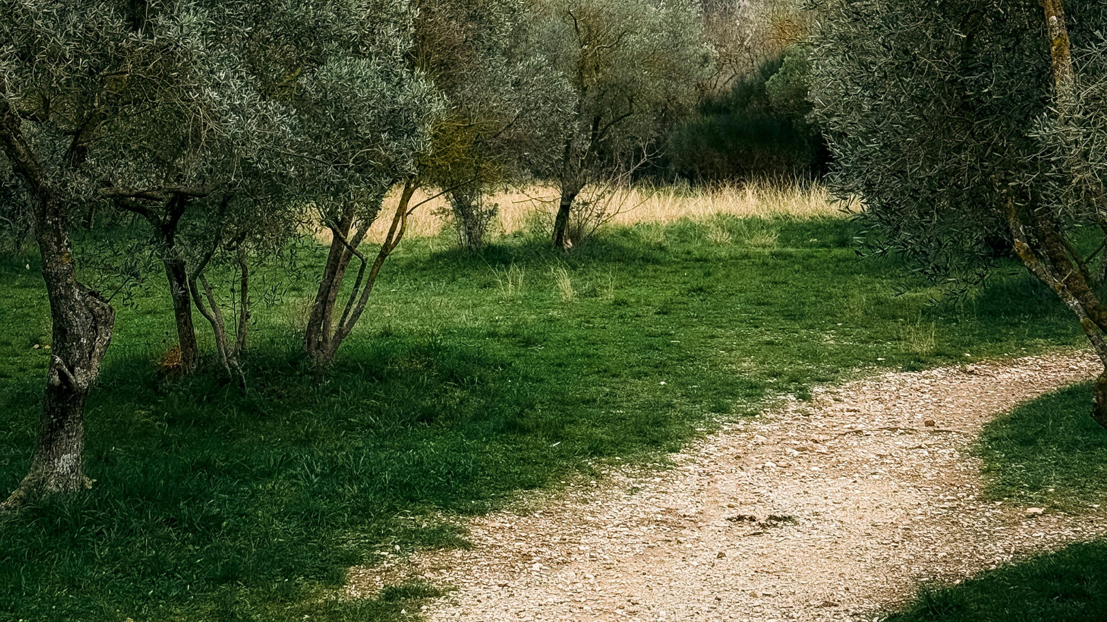 Route à vélo électrique entre oliveraies et vignes dans les Alpilles