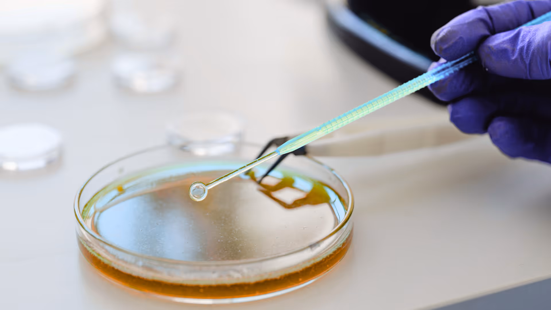 Une main gantée manipule une anse métallique sur une boîte de Pétri contenant un milieu de culture.