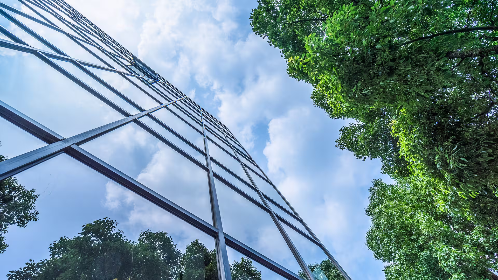 Câbles électriques sur poteaux entre des arbres – infrastructure électrique, réseau de distribution et contraintes environnementales