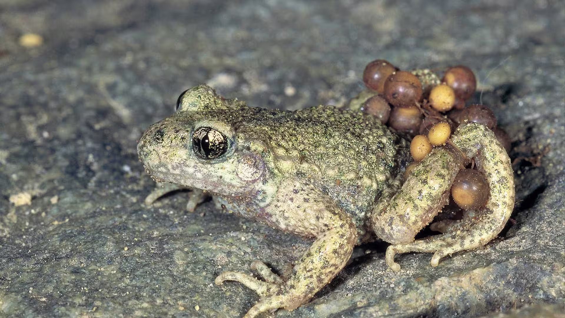 Crapaud accoucheur portant ses œufs sur ses pattes – faune protégée, biodiversité et inventaires écologiques en Belgique