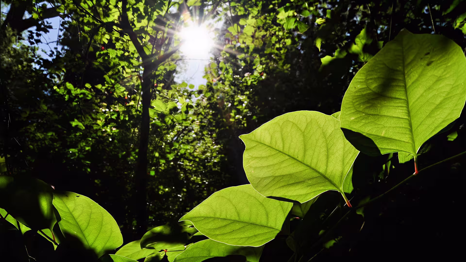 Feuilles vertes en nature – biodiversité, écosystèmes naturels et engagement d'ABV Development pour la préservation de l'environnement