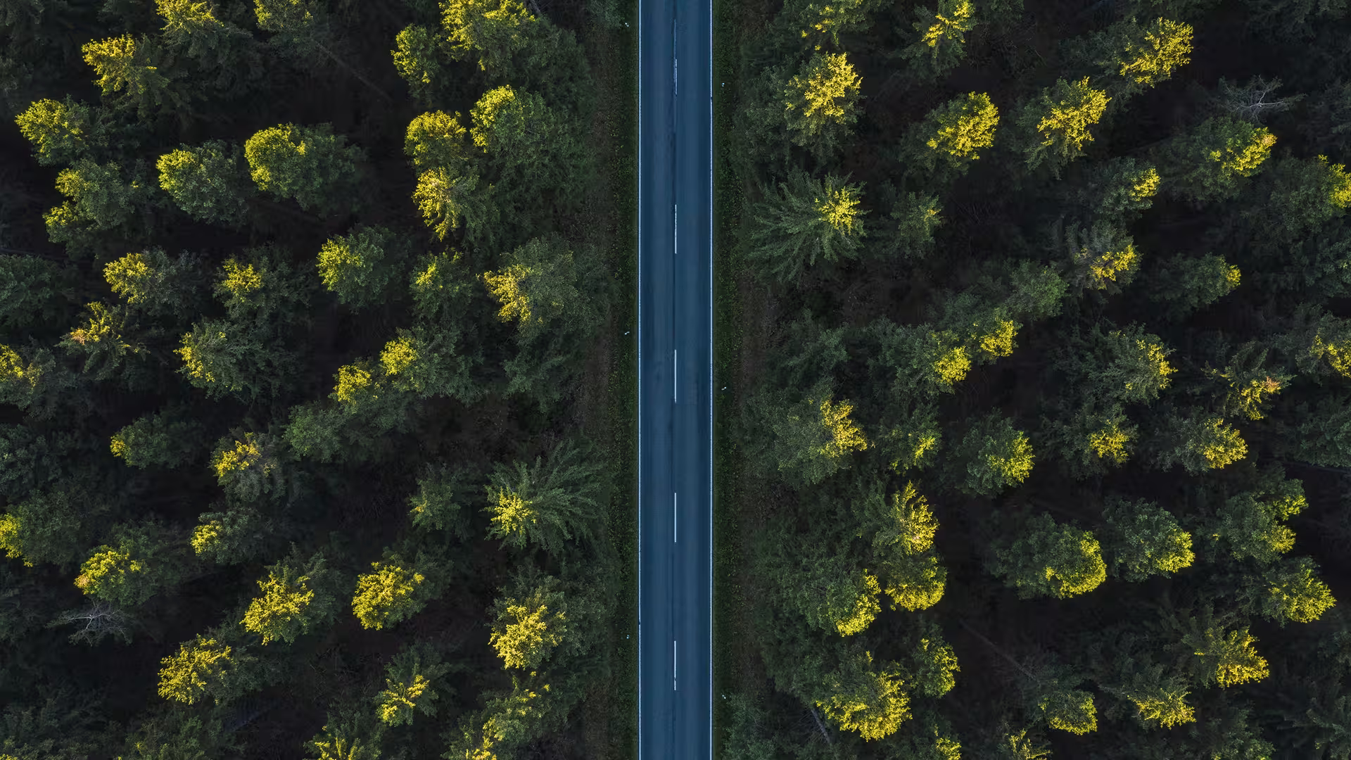 Route en forêt vue du ciel – infrastructure routière, étude d'impact sur les écosystèmes forestiers et biodiversité