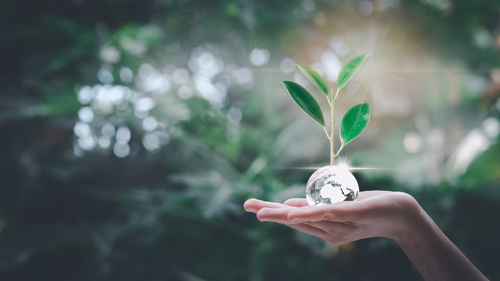 Main tenant une plante verte en croissance – écologie, renaturation et engagement environnemental d'ABV Development