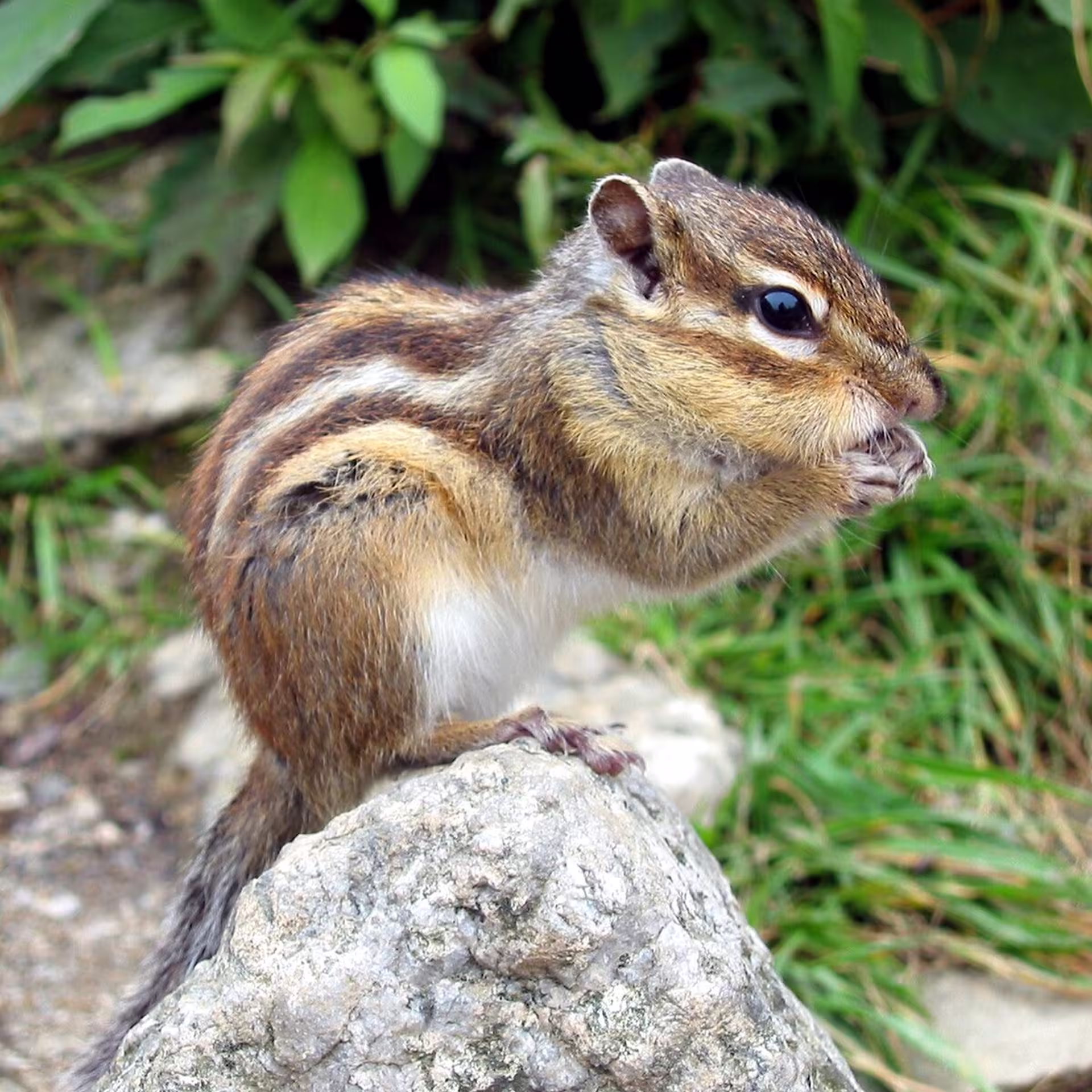 Tamia rayé sur un rocher en nature – biodiversité, faune sauvage et études écologiques de terrain