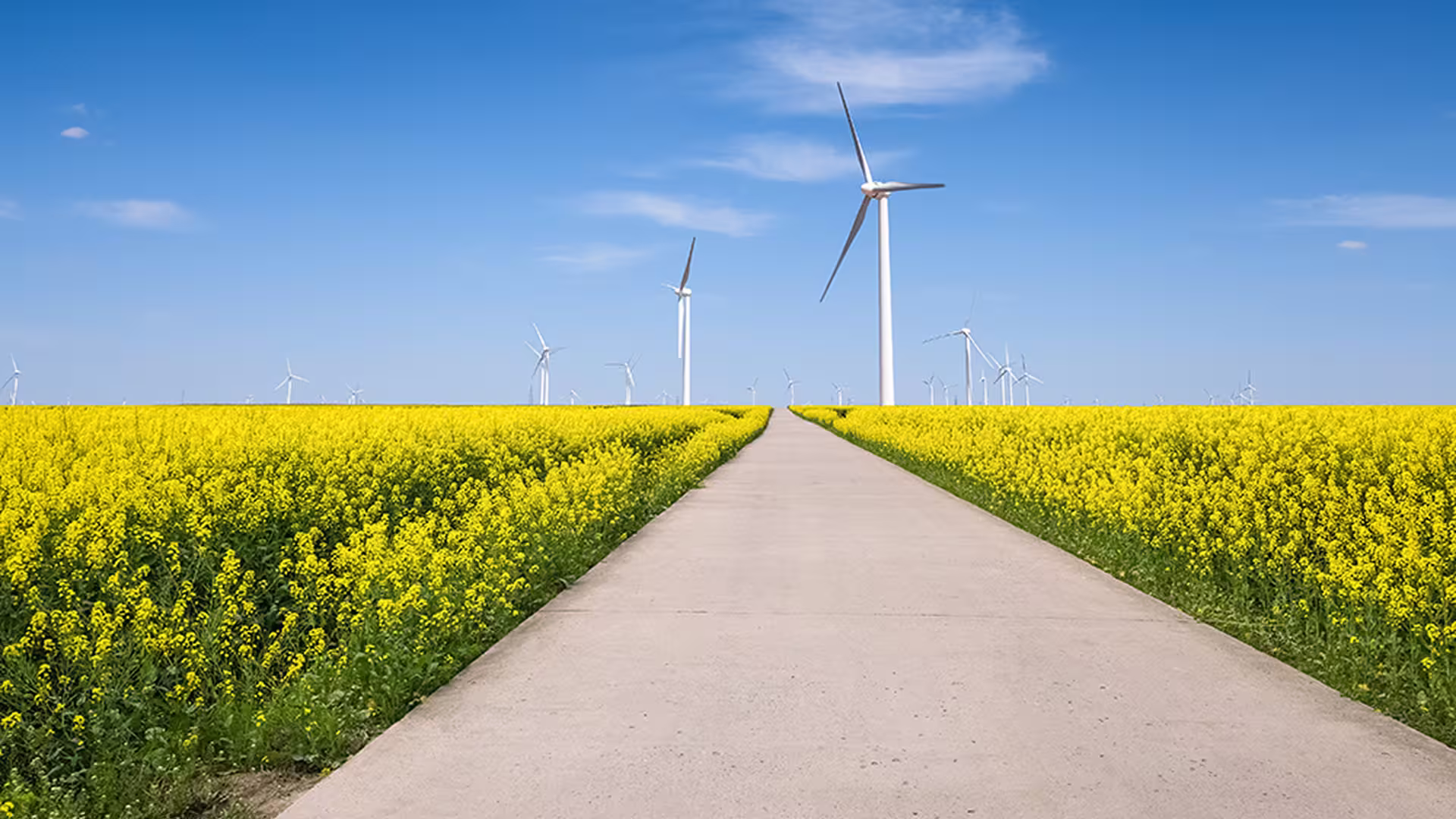 Wind turbines in a rapeseed field — wind energy and energy transition in rural Belgium