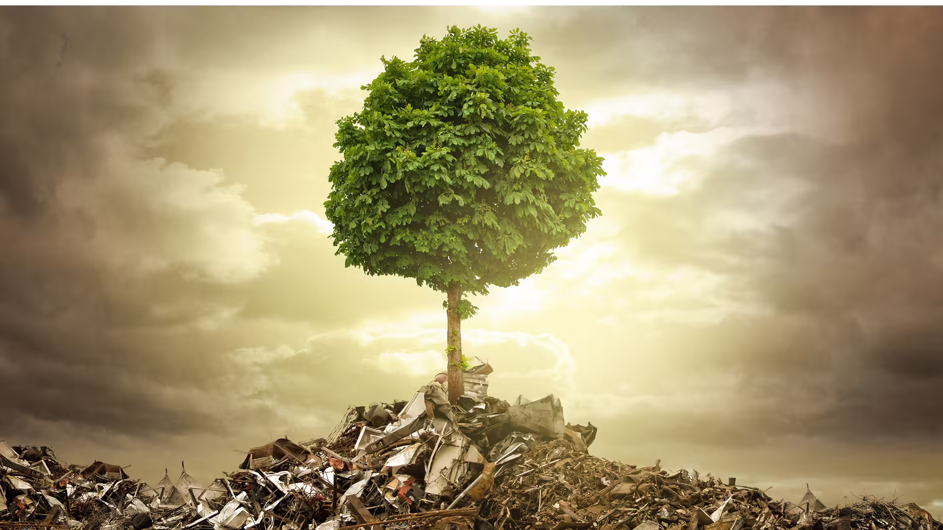 Isolated tree above a trash heap under a dramatic sky, ecological contrast