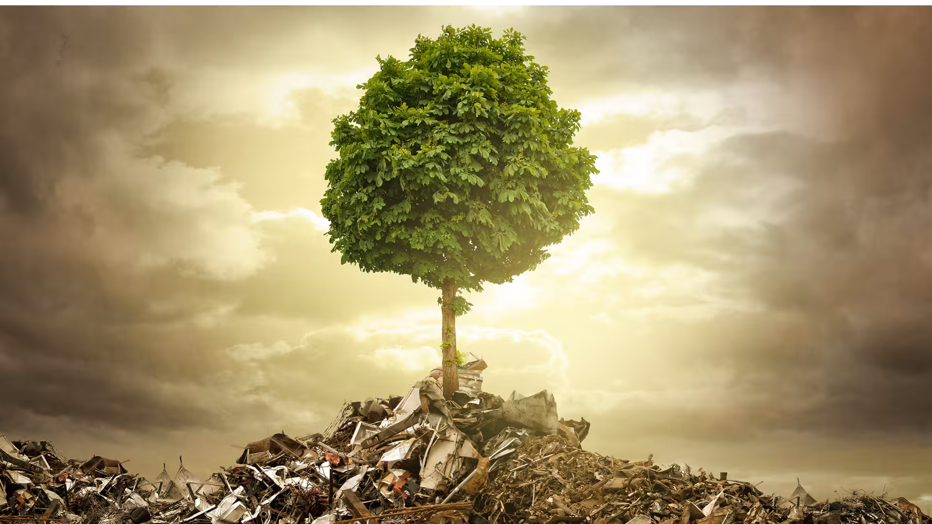 Arbre isolé au-dessus d'un tas de déchets sous un ciel dramatique, contraste écologique