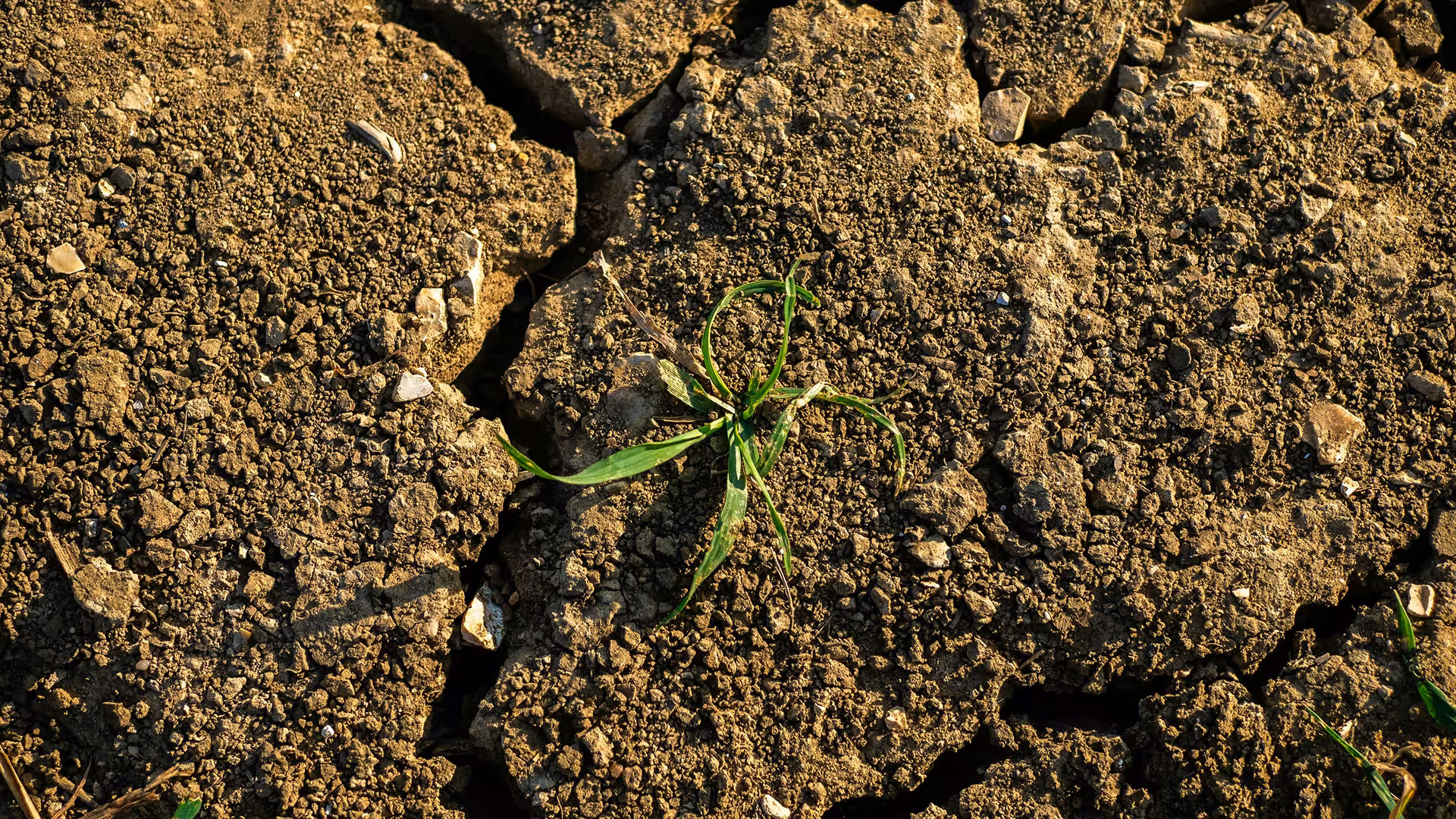 Plante poussant dans un sol sec et craquelé sous un soleil intense, illustration pour Gestion intégrée des sols