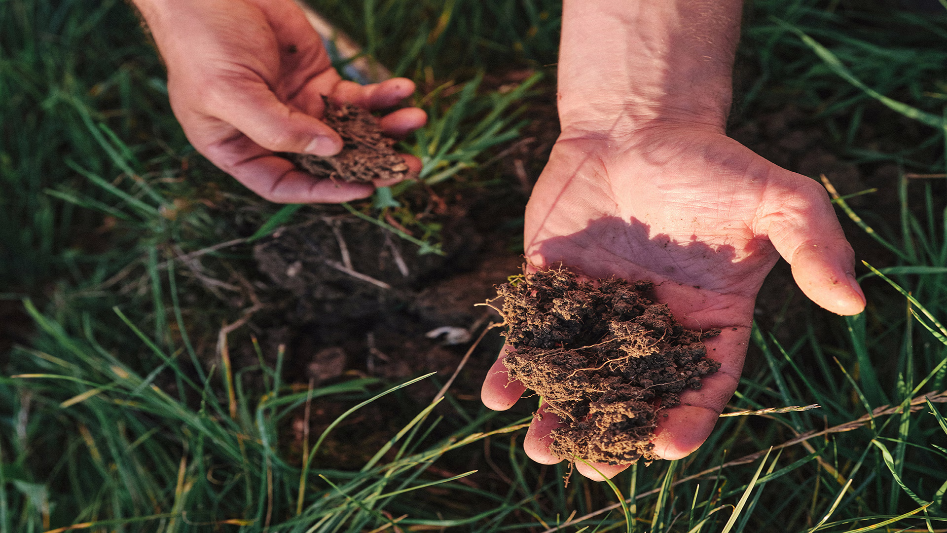 Deux mains tenant et émiettant de la terre au-dessus d'un sol herbeux