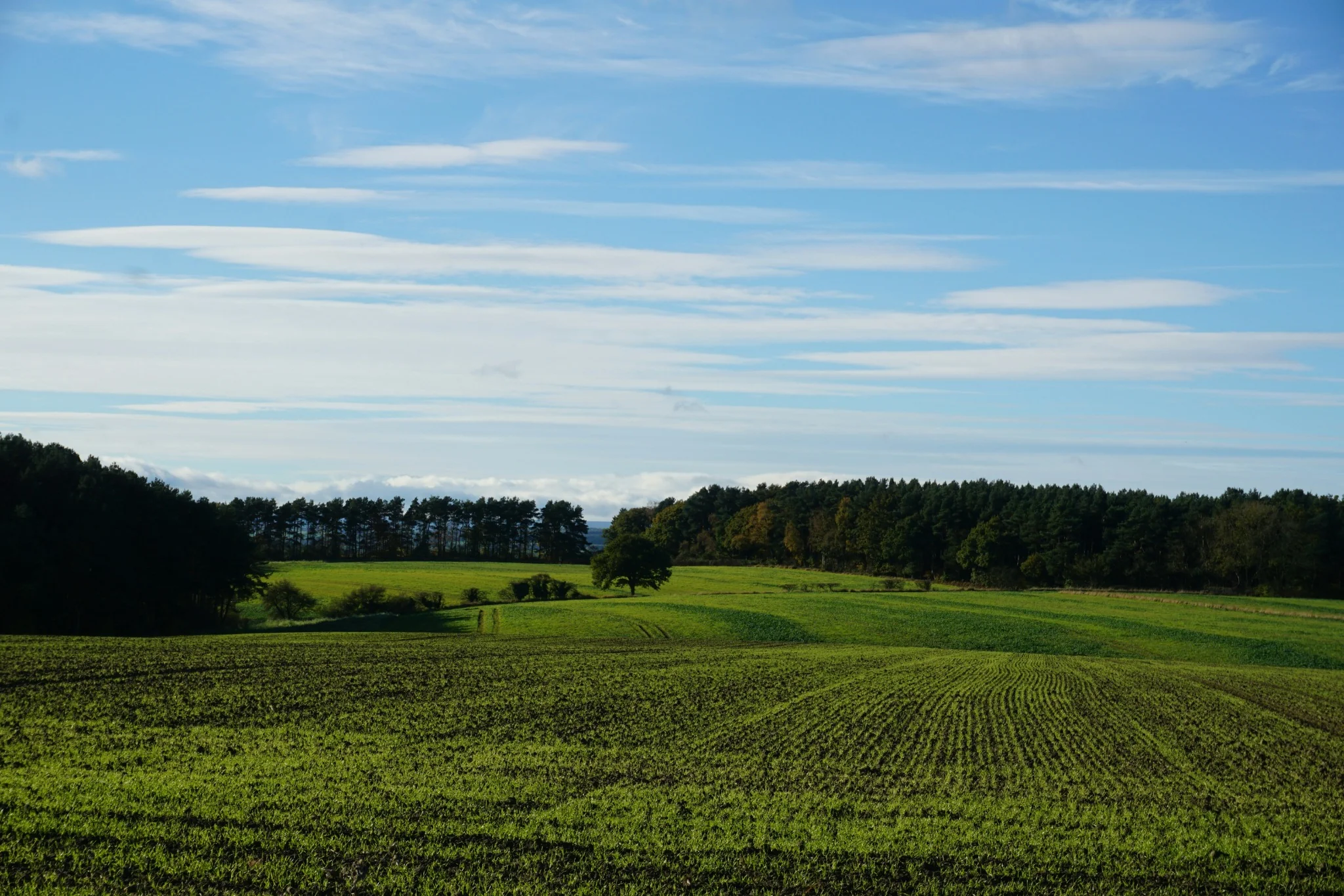 A field on a sunny day showing farmland