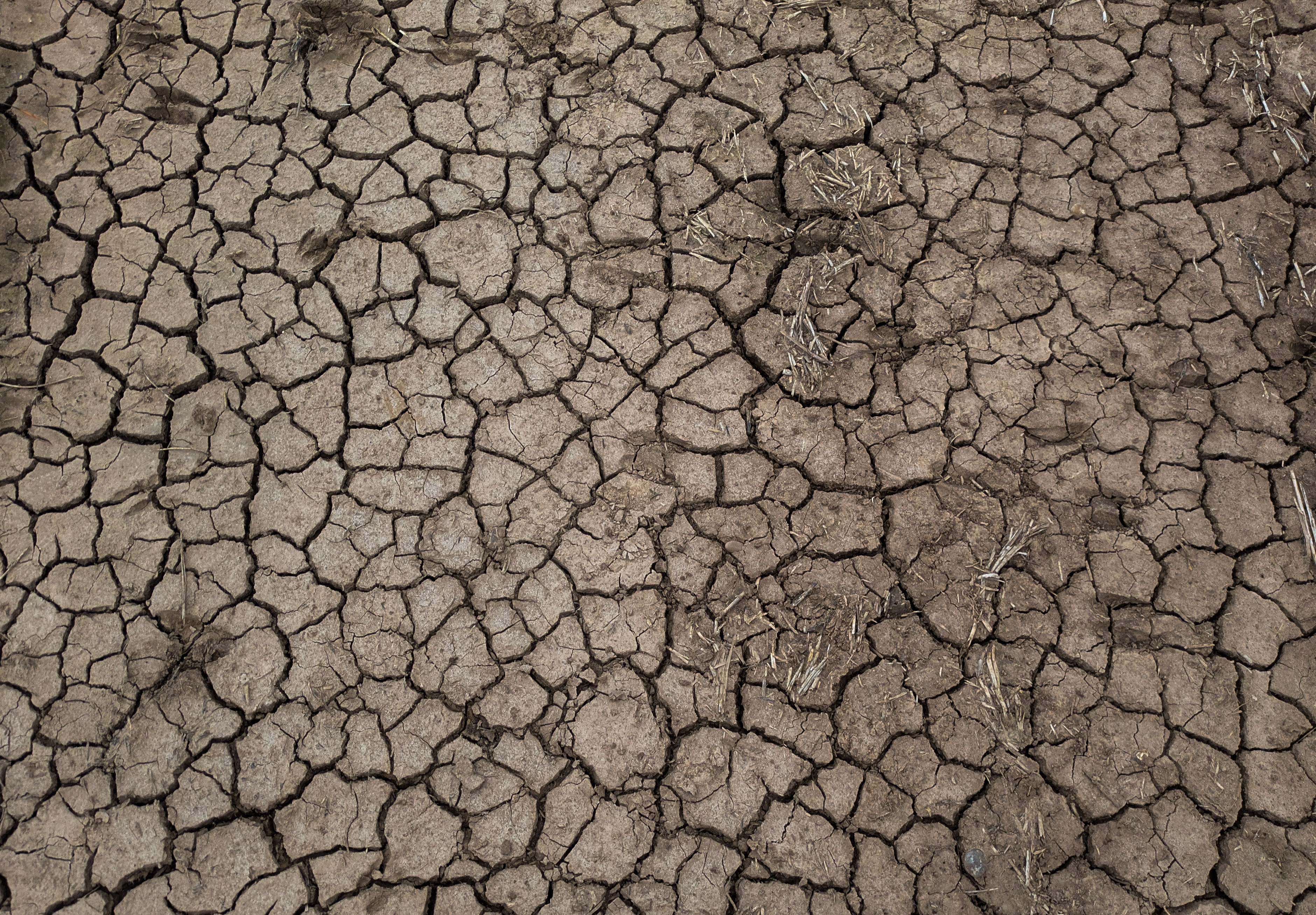 Soil