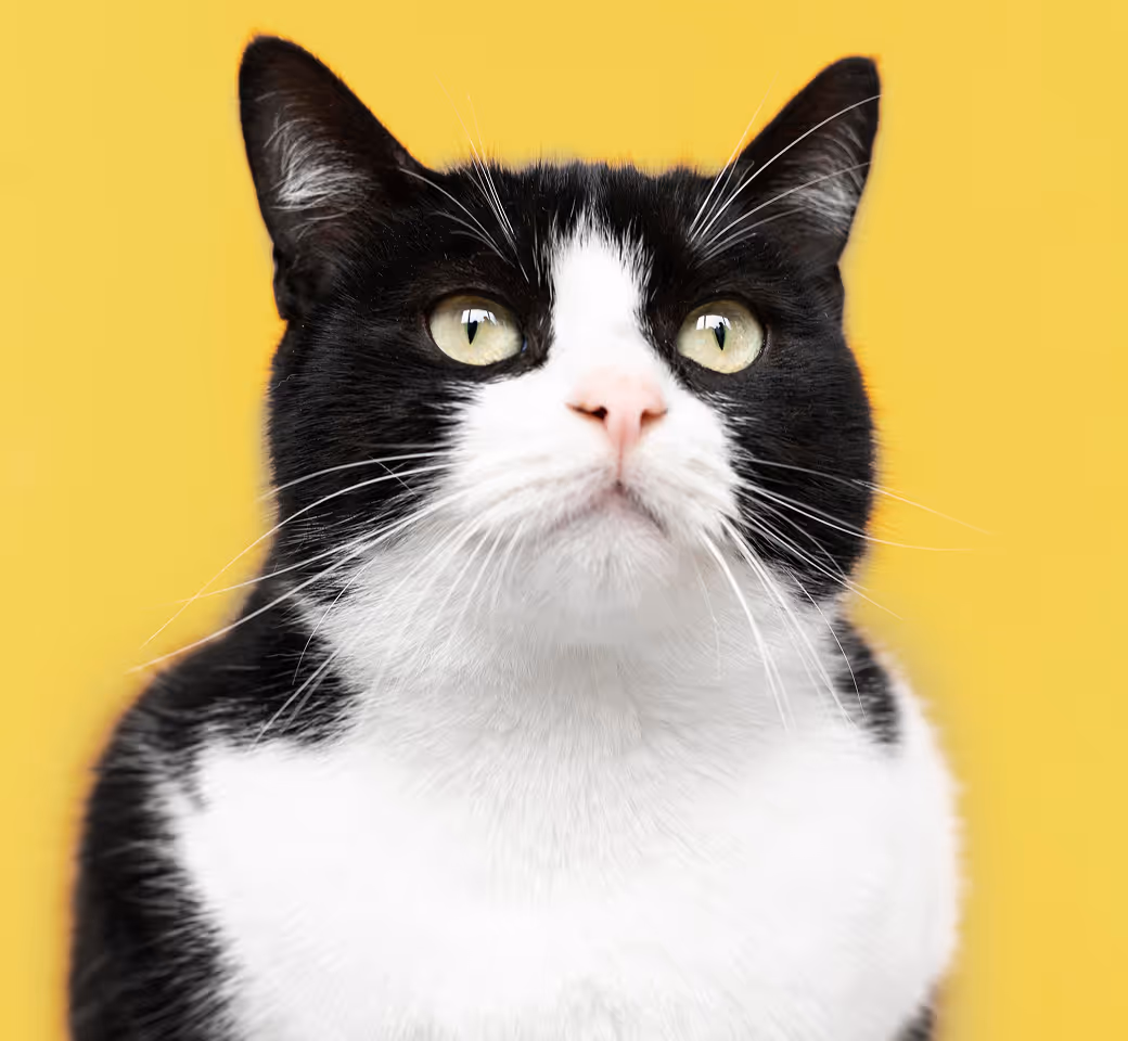 The safest way to meet, adopt, and love your future pet companion