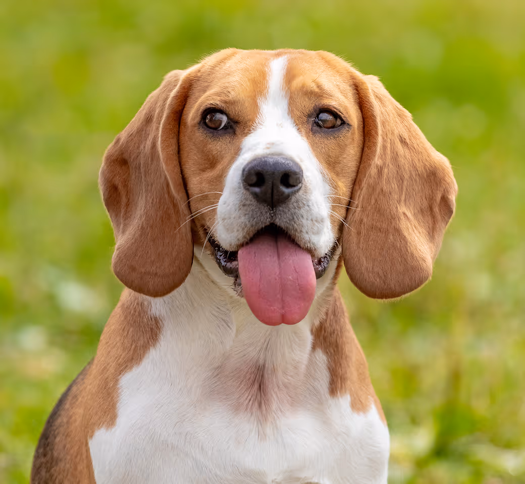 The safest way to meet, adopt, and love your future pet companion