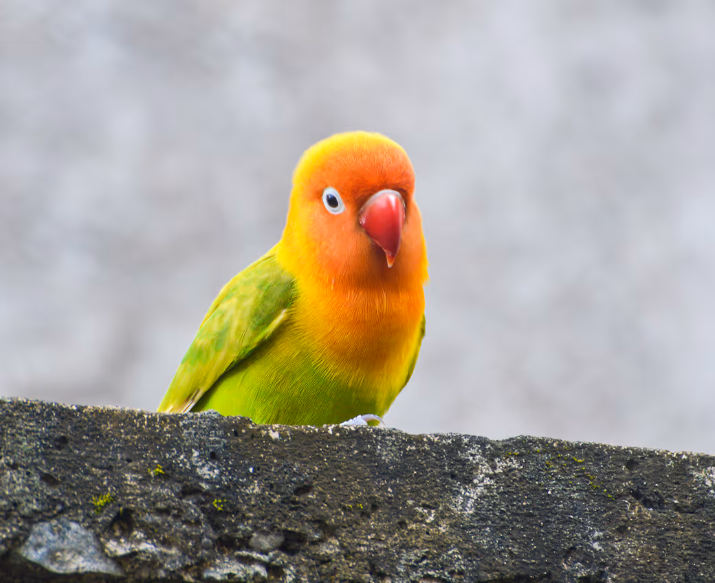 The safest way to meet, adopt, and love your future pet companion