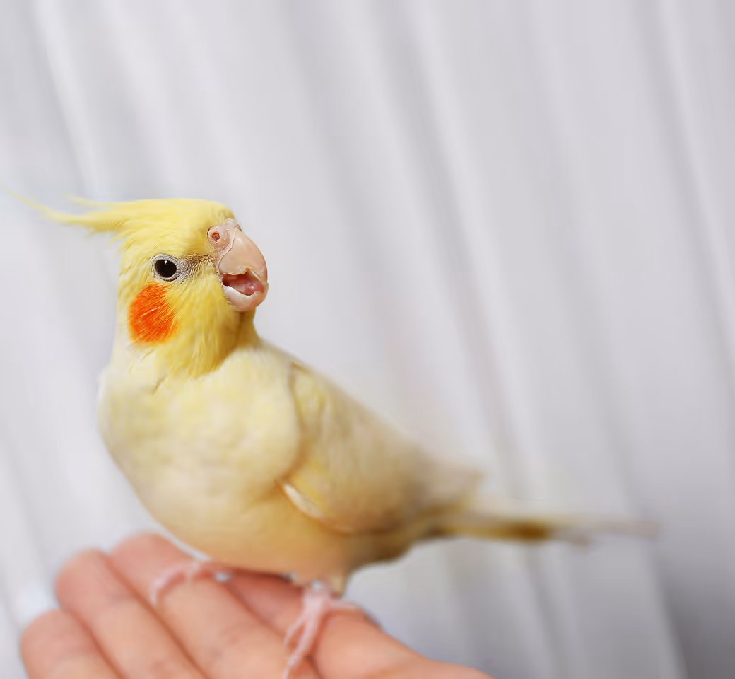 The safest way to meet, adopt, and love your future pet companion