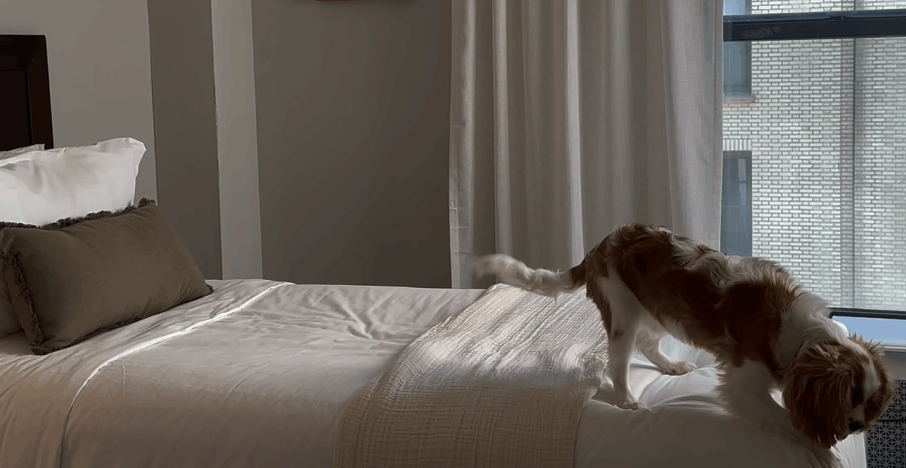 Brown and white dog stepping off neatly made bed with white sheets and pillows in a softly lit bedroom.