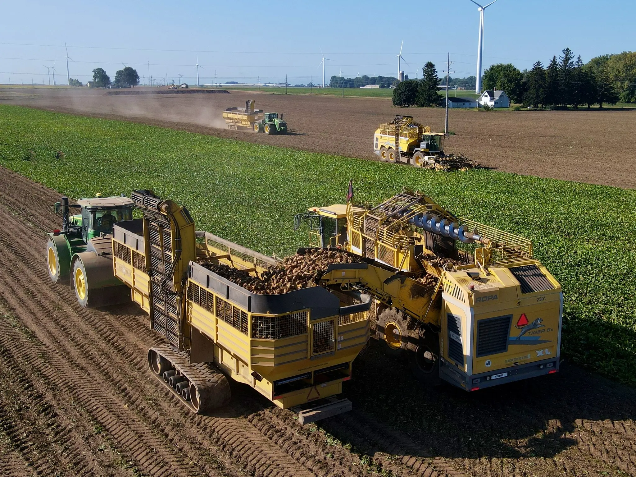 Two ROPA Tiger 6S sugar beet harvesters and two Big Bear Sugar Beet Carts harvesting sugar beets in a field
