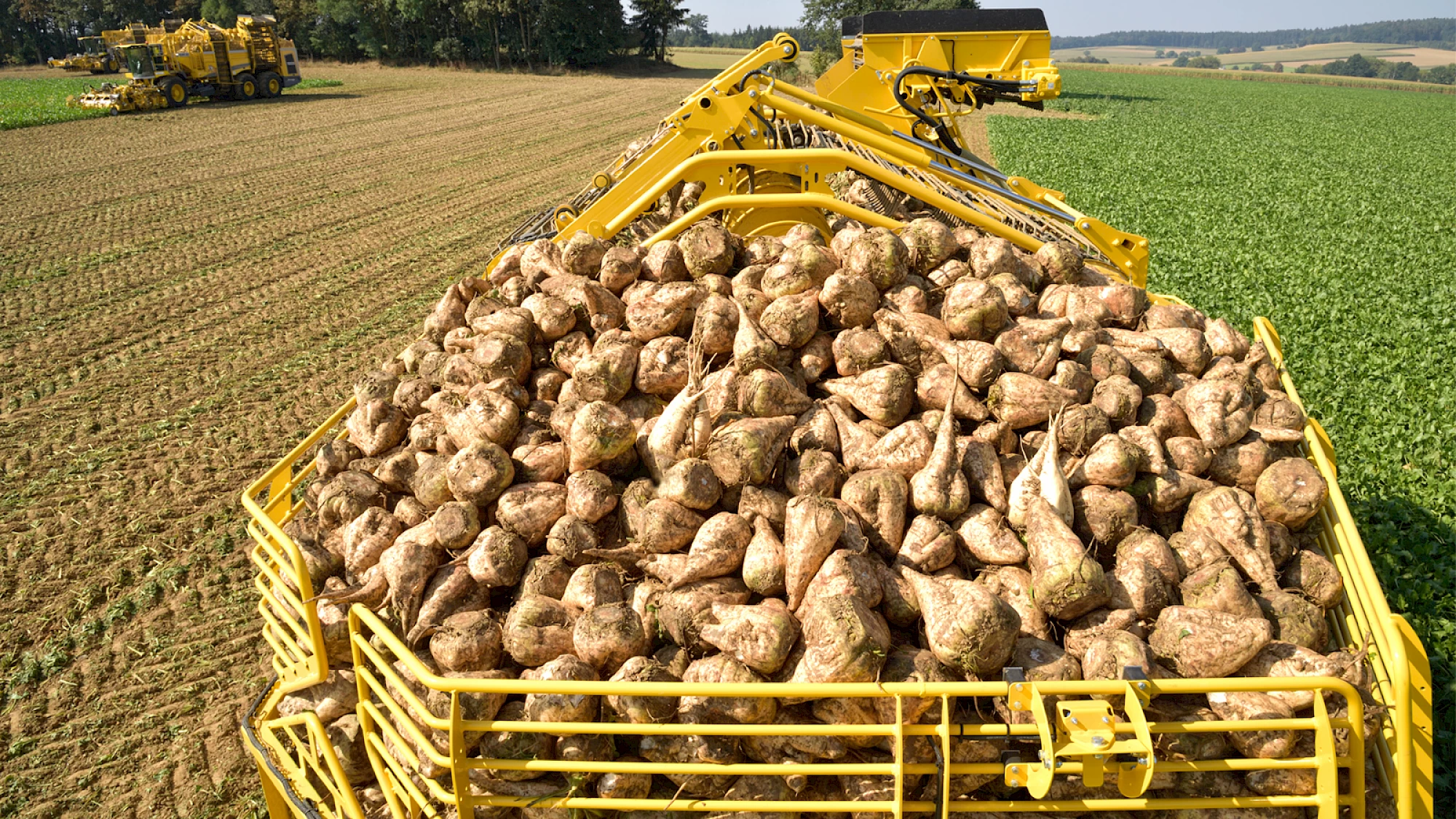 A full bunker of sugar beets on a ROPA Tiger 6S