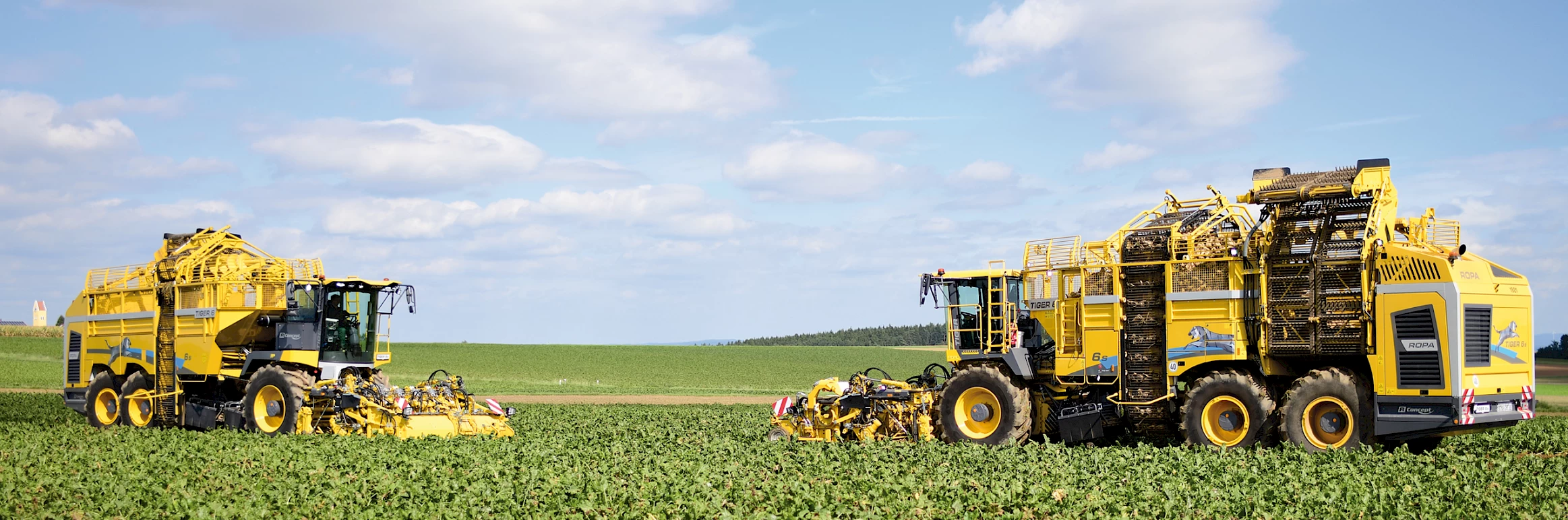 Two ROPA Tiger 6S harvesting sugar beets in a field