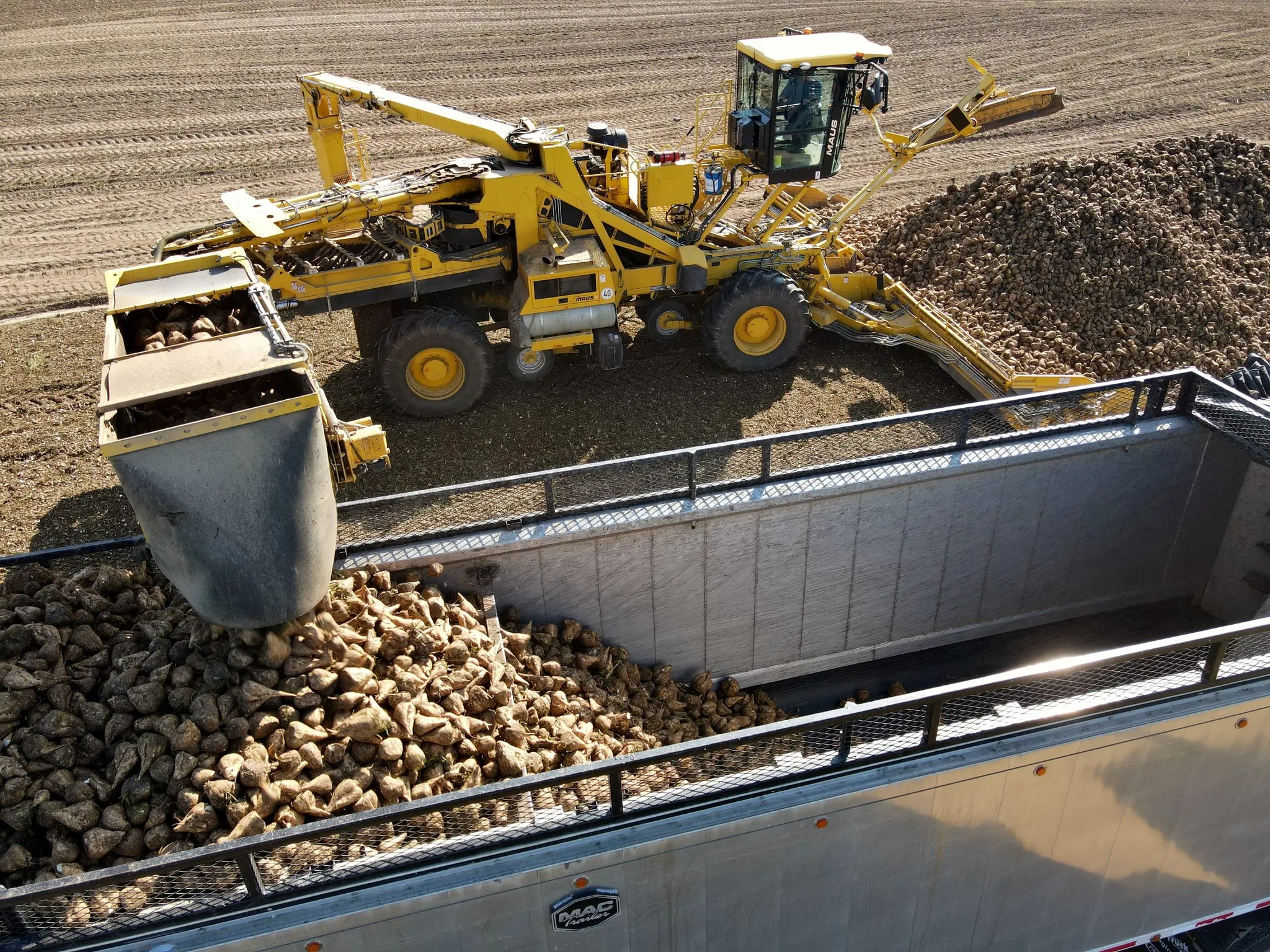A ROPA Maus 6 loading a truck with sugar beets