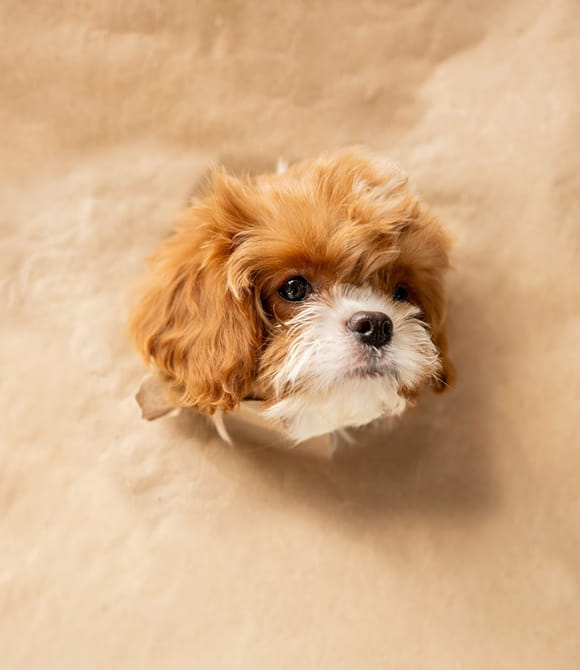 Small brown and white puppy peeking through a hole in beige paper.