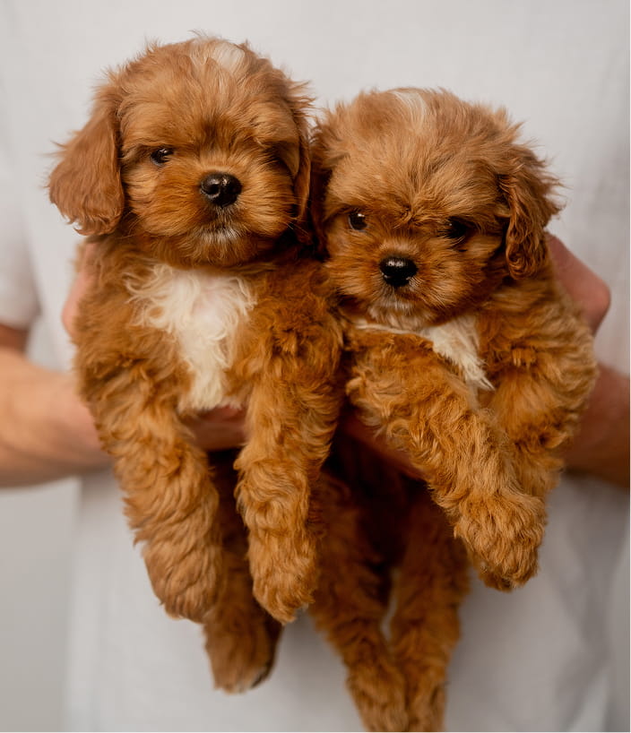 Maltipovska Club - puppies photo