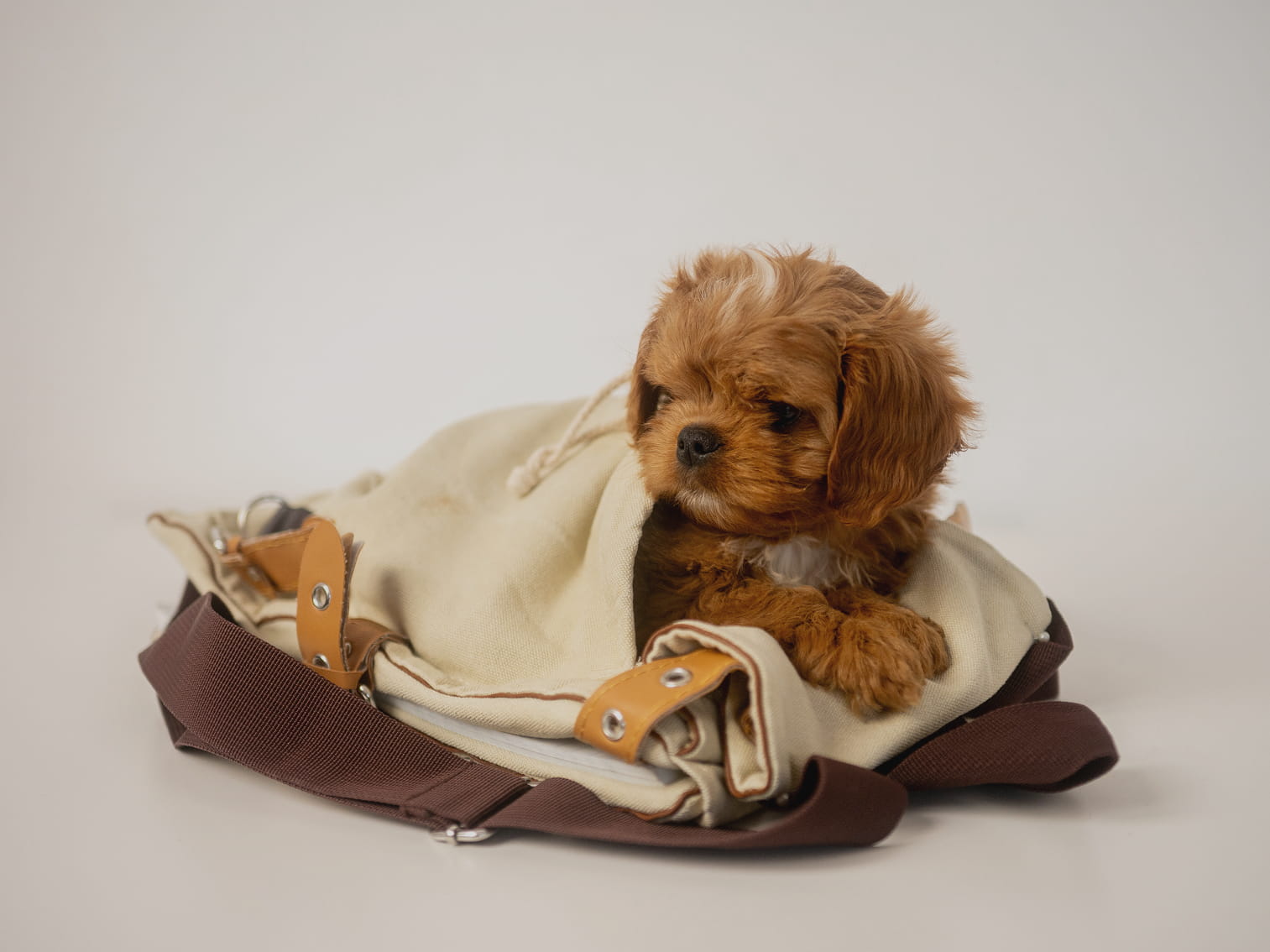 Maltipovska Club - puppies photo