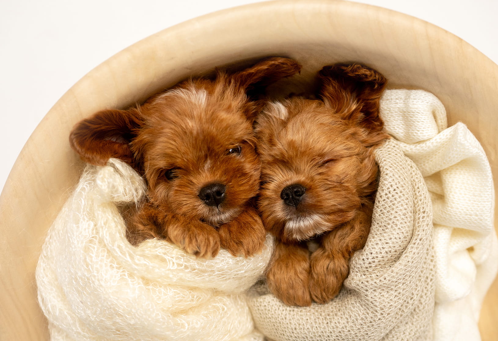 Maltipovska Club - puppies photo