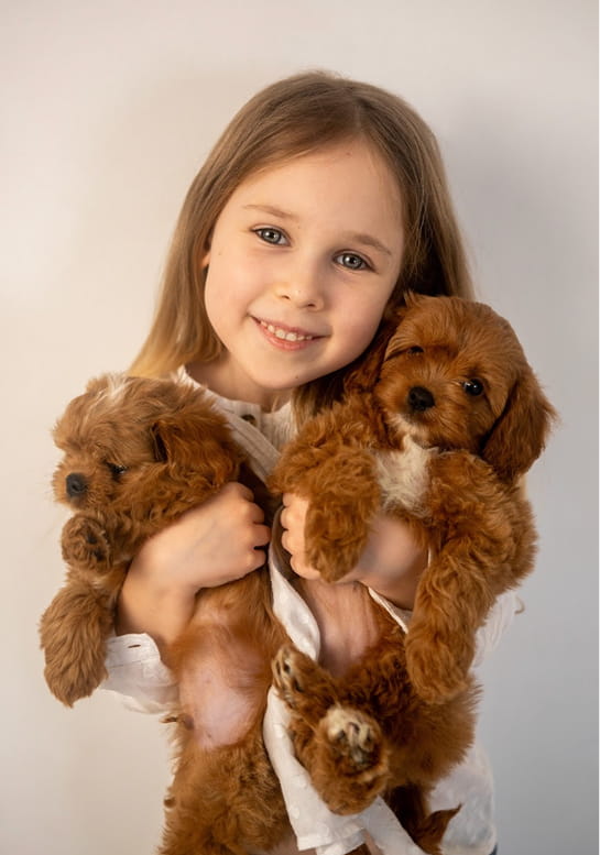 Maltipovska Club - puppies photo