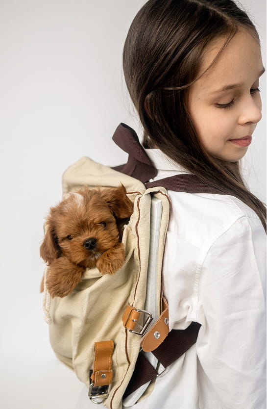 Maltipovska Club - puppies photo