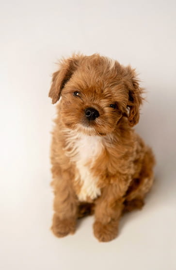 Maltipovska Club - puppies photo