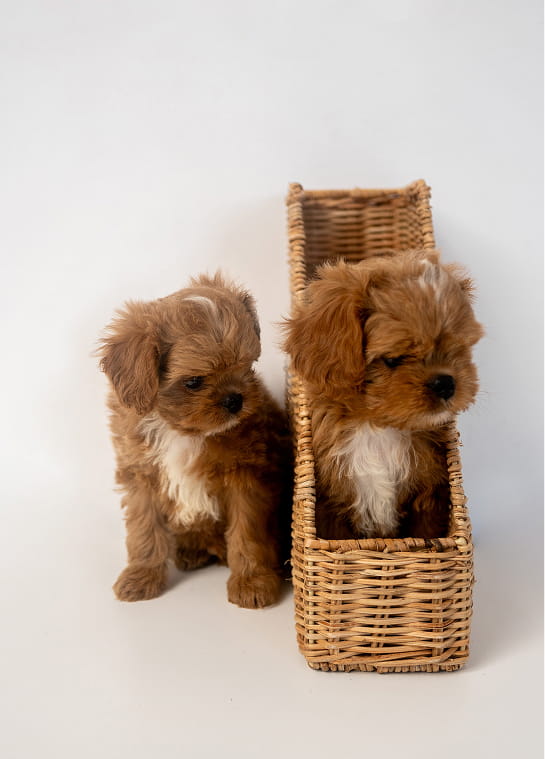 Maltipovska Club - puppies photo