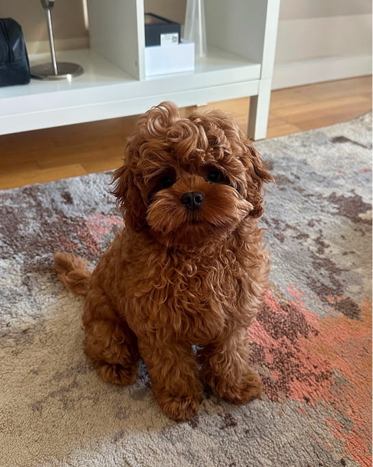 Maltipovska Club - puppies photo