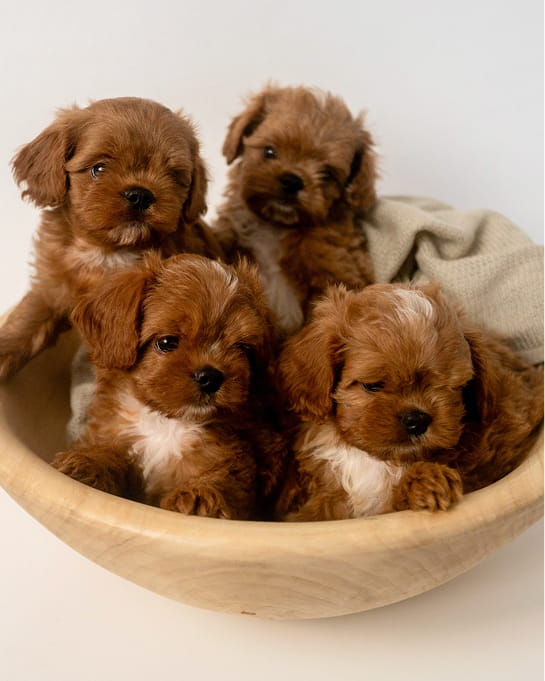 Maltipovska Club - puppies photo