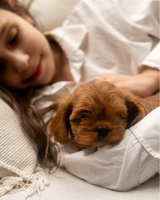 Maltipovska Club - puppies photo