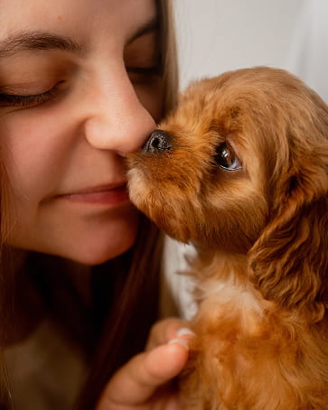 Maltipovska Club - puppies photo