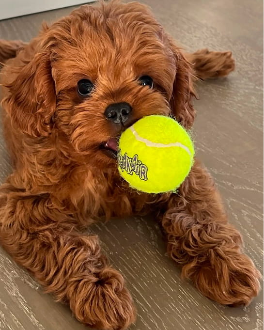 Maltipovska Club - puppies photo