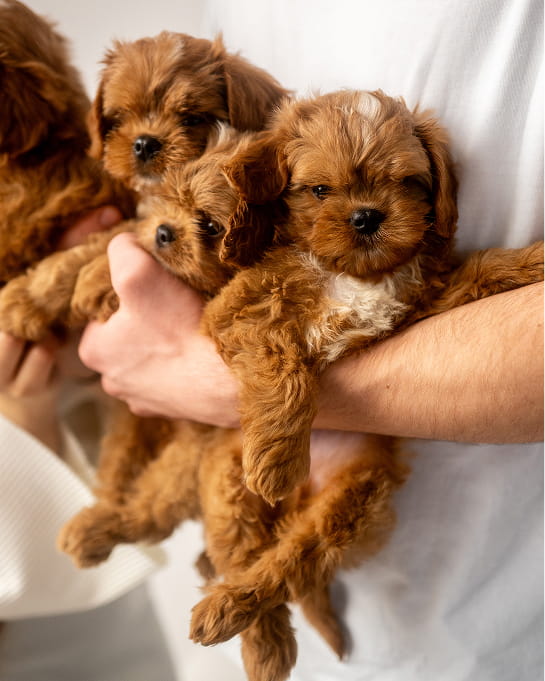 Maltipovska Club - puppies photo